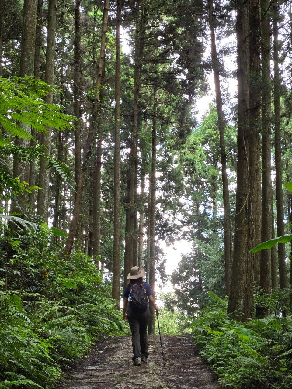Emily在鵝公髻山