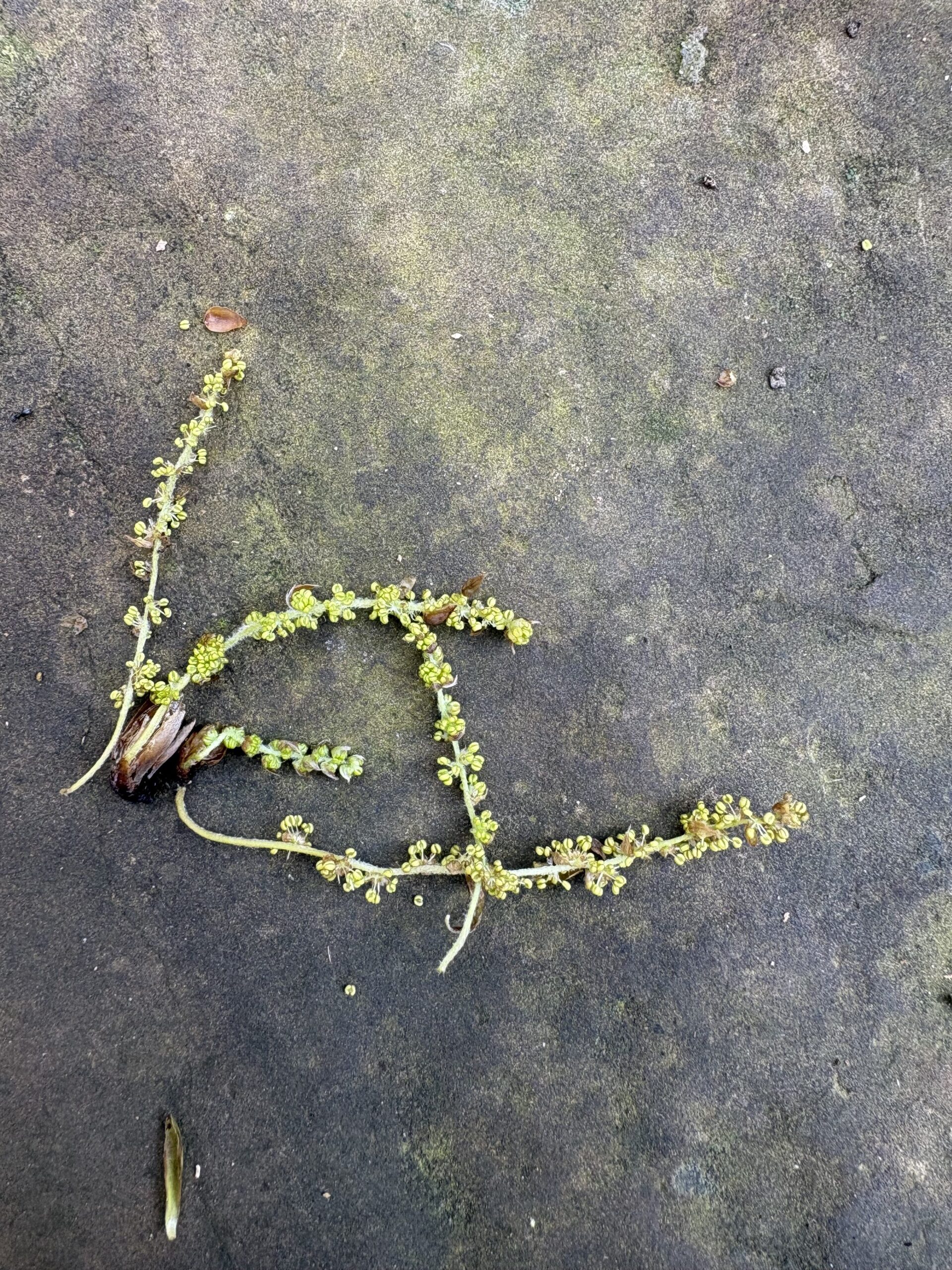 如果一堂課,不能讓你快速變現,你還會願意學嗎? 青剛櫟柔夷花絮3