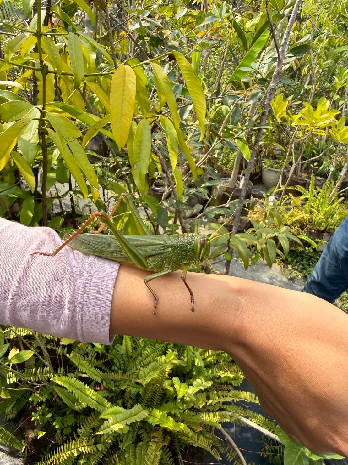 如果一堂課,不能讓你快速變現,你還會願意學嗎? 上課遇見大蚱蜢