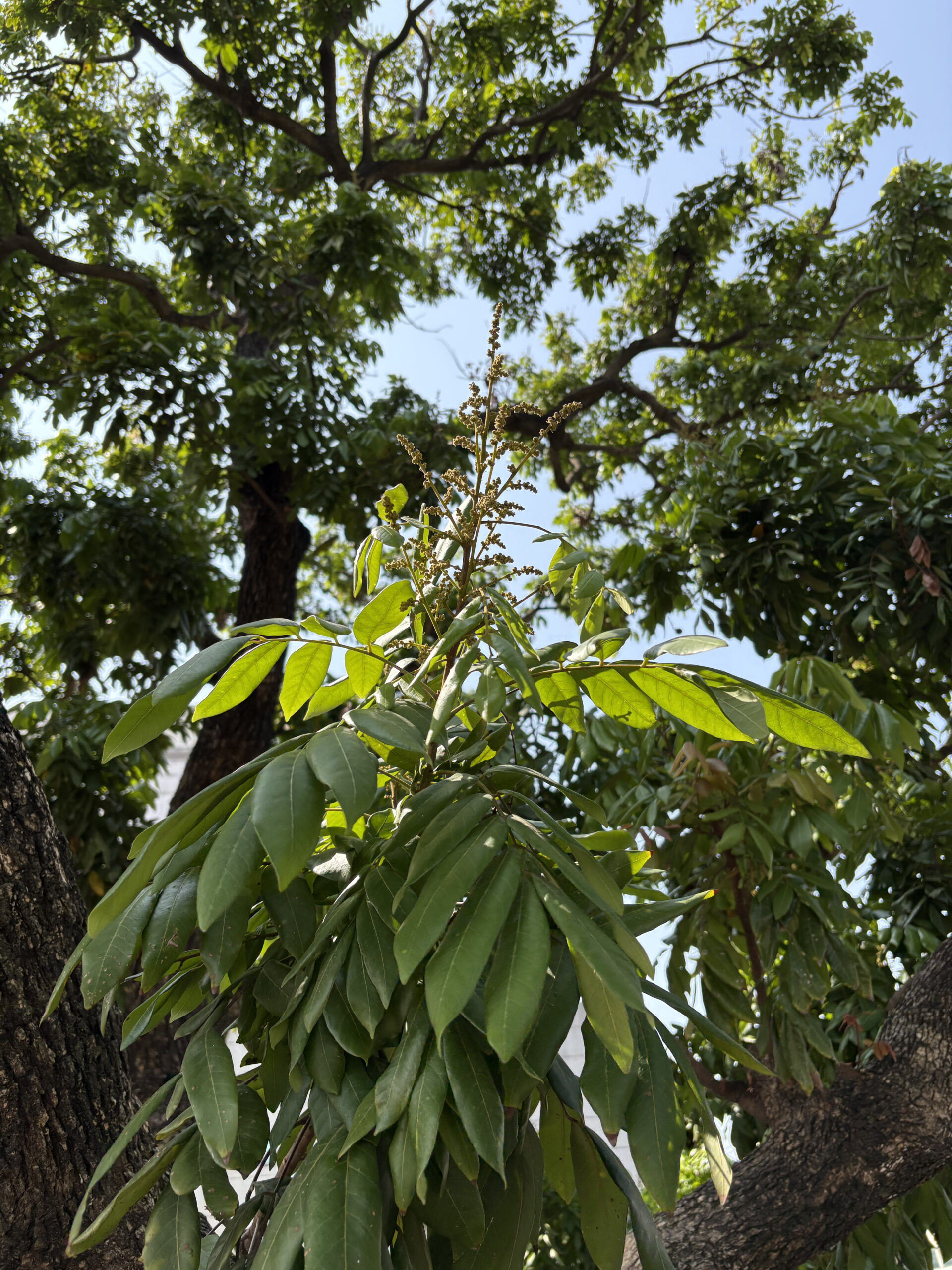 龍眼樹下的新舊時光:在星巴克的咖啡香裡,藏著外婆家的私釀米酒味 新港星巴克龍眼樹_龍眼花