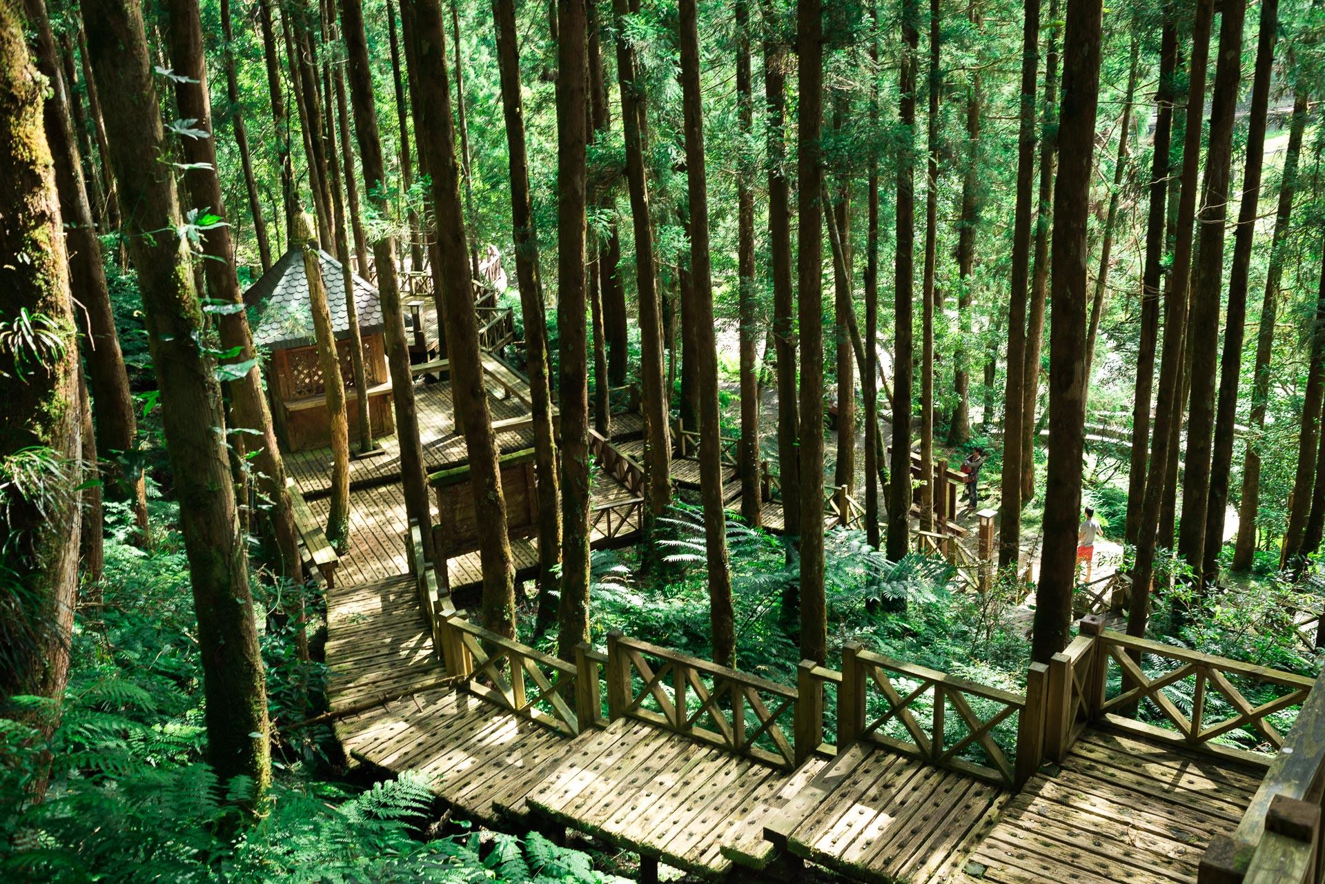 馬告生態園區_明池步道